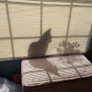 Meet your Posher, Tomas